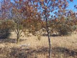 Terrain à bâtir à Ferrals-les-Corbières (11200) 1687138-9431annonce120230922KfMqR.jpeg Oc Résidences