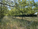 Terrain à bâtir à Villegailhenc (11600) 1749835-4183annonce120231219RJKxN.jpeg Oc Résidences
