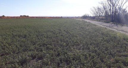 Rieux-Minervois Terrain à bâtir - 1779072-9431annonce120240131EVXco.jpeg Oc Résidences